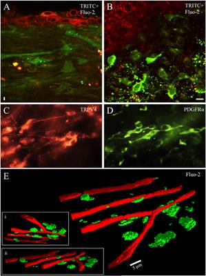 Rhythmic Calcium Events in the Lamina Propria Network of the Urinary Bladder of Rat Pups